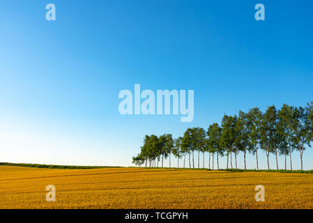 Ackerland, Reihe von Bäumen auf einem Hügel mit blauem Himmel Hintergrund in den sonnigen Tag. Natur Landschaft. Stockfoto