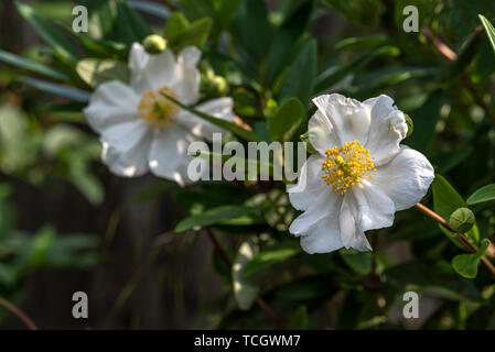Carpenteria californica, Baum Anemone, weißen Blüten. Stockfoto