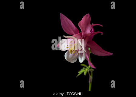 Aquilegia Feder Magic Rose und Weiß, Feder magic Serie, Ranunculaceae, Low Key life science, schwarzer Hintergrund Stockfoto