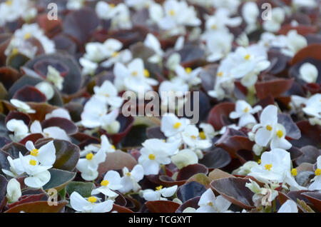 Weiß Begonia cucullata auch als Wachs Begonia und clubed Begonia bekannt. Feld mit kleinen weißen Blüten Garten Nahaufnahme Stockfoto