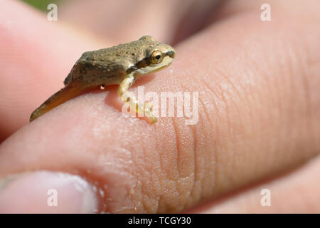 Eine super kleine braune Laubfrosch sitzt auf der Daumen von einer menschlichen Hand. Stockfoto