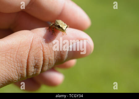 Eine super kleine braune Laubfrosch sitzt auf der Daumen von einer menschlichen Hand. Stockfoto