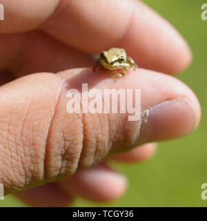 Eine super kleine braune Laubfrosch sitzt auf der Daumen von einer menschlichen Hand. Stockfoto