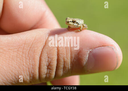 Eine super kleine braune Laubfrosch sitzt auf der Daumen von einer menschlichen Hand. Stockfoto