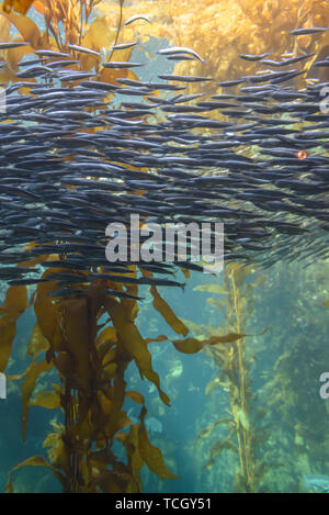 Schule der Sardellen kelp Forest Stockfoto