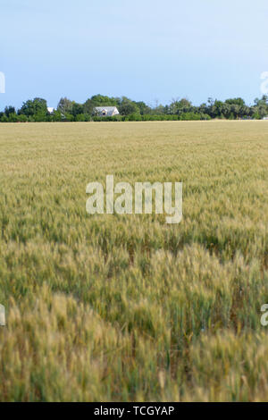 Kultiviert Weizen unter Sonnenschein in Ackerland auf Hintergrund mit Haus und grüne Bäume mit dichten Laub Stockfoto