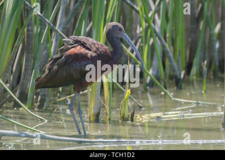 Seitenansicht des braunen gefiederten Glossy ibis im Marsh Wasser des Teiches im Sonnenlicht Stockfoto