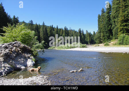 Hund schwimmen in einen grossen Berg River im Wald Stockfoto