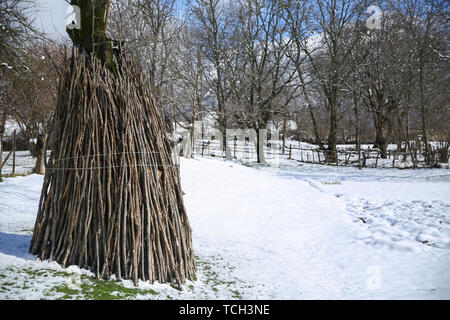 Reihe von runner bean Sticks ordentlich aufgereiht bereit für die Bohnen zu wachsen. Pea Bean Wigwam unterstützen Stöcke in einem Gemüsegarten Patch. Winter. Stockfoto