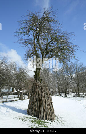 Reihe von runner bean Sticks ordentlich aufgereiht bereit für die Bohnen zu wachsen. Pea Bean Wigwam unterstützen Stöcke in einem Gemüsegarten Patch. Winter. Stockfoto