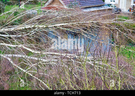 In der Nähe von fünf großen Birken sind niedergeworfene im Garten auf Holz grau garage Dach nach einem starken Tornado und Flügel Sturm. Desaster für Versicherungsunternehmen in F Stockfoto