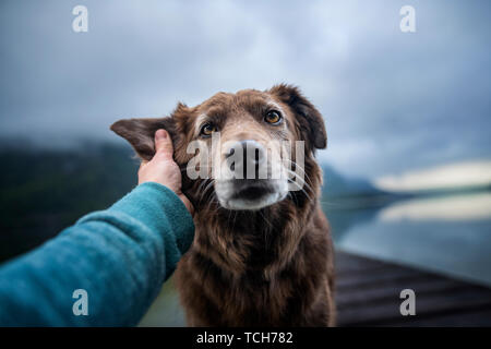 Frau touch Hund. Freundschaft zwischen Frau und Hund. Stockfoto