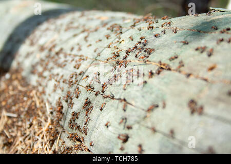 Viele Ameisen gemeinsam an gefallenen trockenen Baum an der sonnigen Tag un den Wald hautnah. Makro ant. Gruppe von Insekten Stockfoto