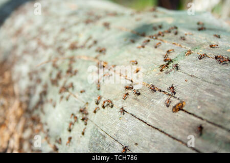 Viele Ameisen gemeinsam an gefallenen trockenen Baum an der sonnigen Tag un den Wald hautnah. Makro ant. Gruppe von Insekten Stockfoto