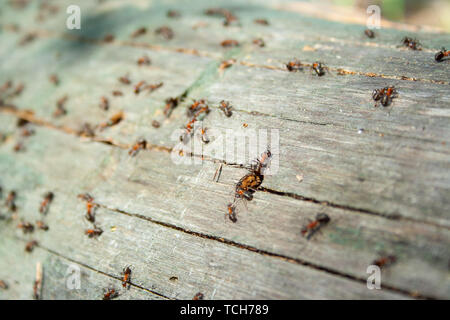 Viele Ameisen gemeinsam an gefallenen trockenen Baum an der sonnigen Tag un den Wald hautnah. Makro ant. Gruppe von Insekten Stockfoto