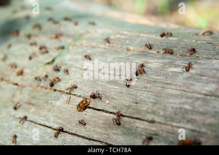 Viele Ameisen gemeinsam an gefallenen trockenen Baum an der sonnigen Tag un den Wald hautnah. Makro ant. Gruppe von Insekten Stockfoto