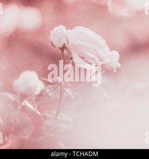 Rosa pastell Hintergrundbild mit zarten Rosen Blumen im Garten Stockfoto