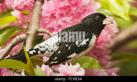 Rose-Breasted Grosbeak Schuß in Southeastern Pennsylvania, USA Stockfoto