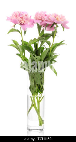 Drei rosa Pfingstrosen in Vase isoliert auf weißem Stockfoto