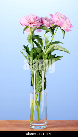 Drei rosa Pfingstrosen in Vase auf Holztisch auf blauem Hintergrund Stockfoto