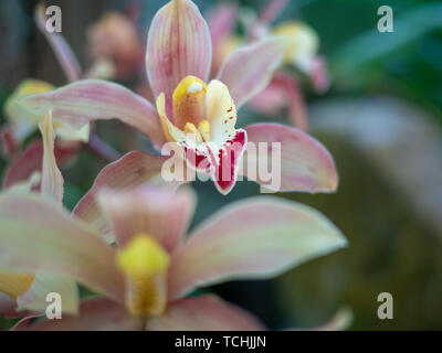 Cymbidium hybrida Blüte. Stockfoto