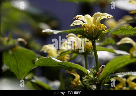 Gewöhnliche Goldnessel (Lamium galeobdolon, Syn. Galeobdolon luteum), Gold-Taubnessel Stockfoto