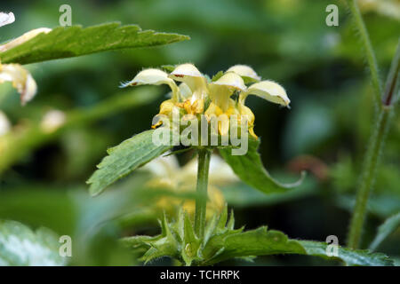 Gewöhnliche Goldnessel (Lamium galeobdolon, Syn. Galeobdolon luteum), Gold-Taubnessel Stockfoto