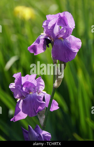 Deutsche Schwertlilie, Iris germanica, blühende Pflanze Stockfoto