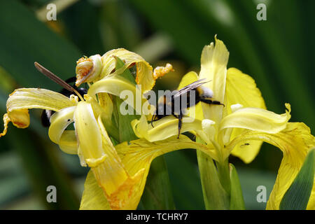 Hummel auf der Blüte einer Sumpf-Schwertlilie (Iris pseudacorus) - auch Gelbe Schwertlilie oder Wasser-Schwertlilie Stockfoto