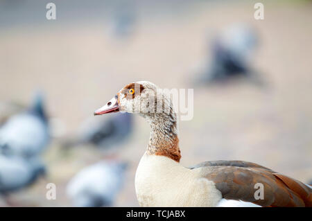 Nilgans und Tauben in Amsterdam Die Niederlande 2019 Stockfoto