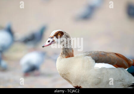 Nilgans und Tauben in Amsterdam Die Niederlande 2019 Stockfoto