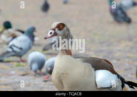 Nilgans und Tauben in Amsterdam Die Niederlande 2019 Stockfoto