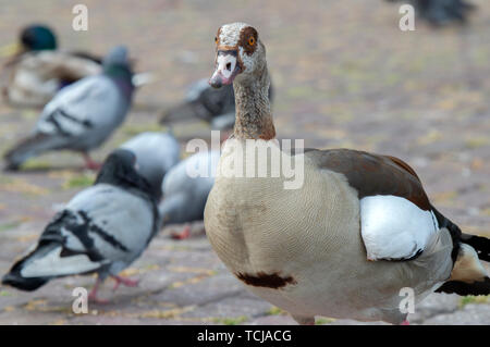 Nilgans und Tauben in Amsterdam Die Niederlande 2019 Stockfoto