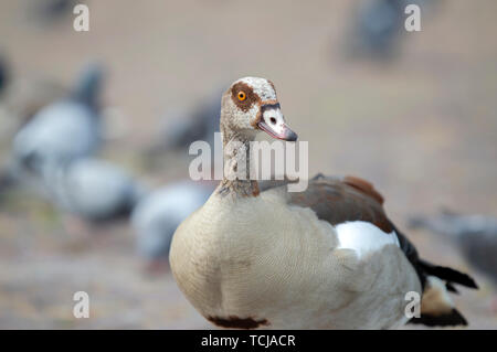 Nilgans und Tauben in Amsterdam Die Niederlande 2019 Stockfoto