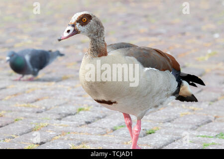 Nilgans und Tauben in Amsterdam Die Niederlande 2019 Stockfoto