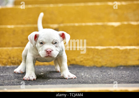 Eine niedliche Welpen spielt auf die Schritte. Konzept der ersten Schritte des Lebens, Tiere, eine neue Generation. Welpen American Bully. Stockfoto