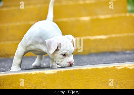 Eine niedliche Welpen spielt auf die Schritte. Konzept der ersten Schritte des Lebens, Tiere, eine neue Generation. Welpen American Bully. Stockfoto