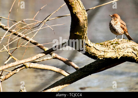 Singdrossel Vogel sitzt auf einem Ast Stockfoto