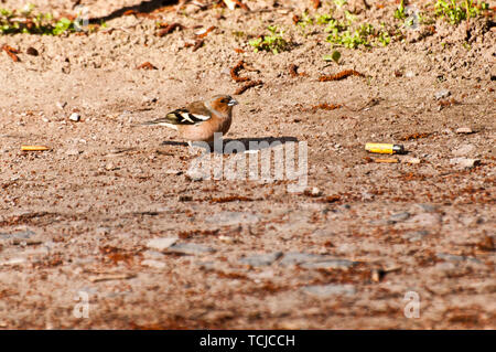 Weibchen von Gemeinsamen buchfink vogel auf dem Boden Stockfoto