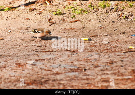 Weibchen von Gemeinsamen buchfink vogel auf dem Boden Stockfoto