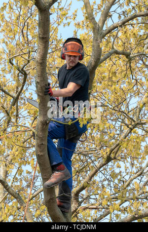 Baumzüchter oder Baum Chirurg überprüft hat, dass alle unter ihm klar ist. Stockfoto