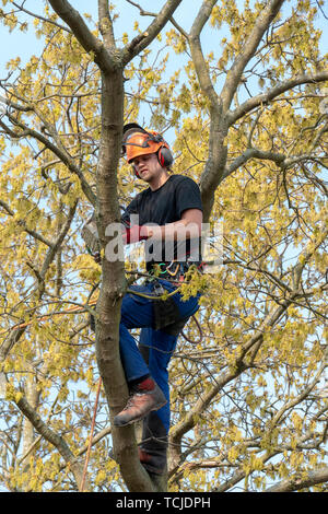 Baum Chirurg oder Baumzüchter mit einer Kettensäge, während Sie einen Baum angeseilt. Stockfoto