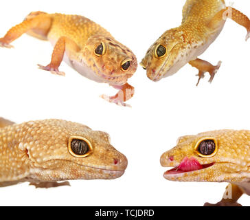 Collage aus Gelb und Orange spotted leopard Geckos auf Weiß Stockfoto