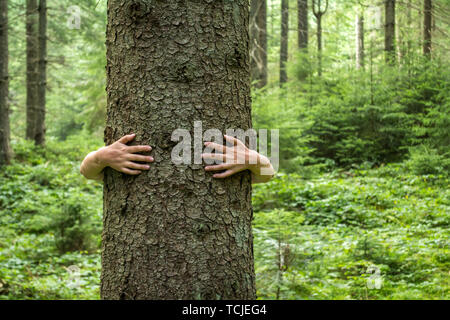 Women's Hände und umarmte einen Baum. Liebe zur Natur Stockfoto