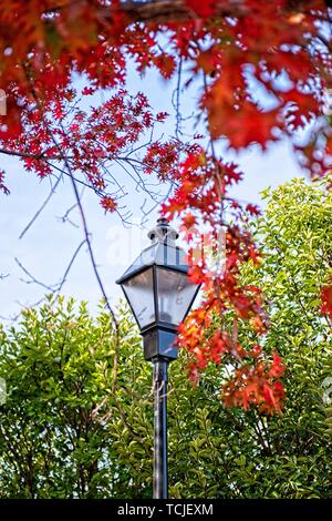 Eine Straßenlaterne ist von grünen Bäumen und rot und orange Laub vom Herbst Eichen umgeben. Stockfoto