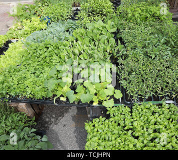 Zucchini und Auberginen Tomaten Pflanzen zum Verkauf bereit im Gewächshaus transplantiert werden. Stockfoto
