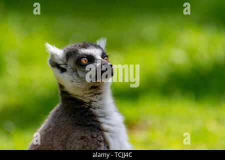 Ring-tailed Lemur, Lemur catta, sitzen auf den grünen Gras im Zoo Stockfoto