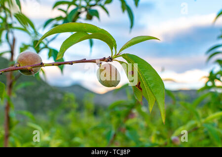 Kleine unreife Aprikosen Früchte Rip auf Aprikosen Baum im Frühling, die Landwirtschaft in Griechenland Stockfoto