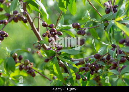 Kleine unreife Aprikosen Früchte Rip auf Aprikosen Baum im Frühling, die Landwirtschaft in Griechenland Stockfoto