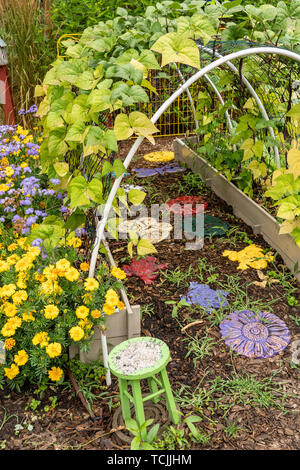 Bellevue, Washington, USA. Violett Podded Fadenlos pole Bohnen auf einer gewölbten Gitter gewachsen. Stockfoto